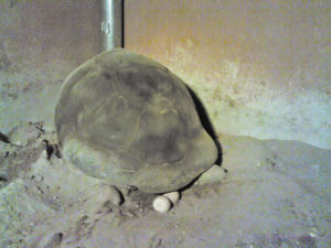 毛里求斯赠厦门象龟在厦产子 生下5颗蛋(图)