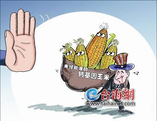 漳州检出5万吨转基因玉米含MIR162 退运美国