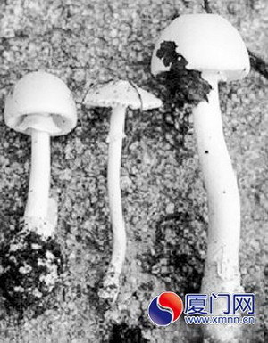 误食毒蘑菇一家四口被放倒 中毒导致肾衰竭(图